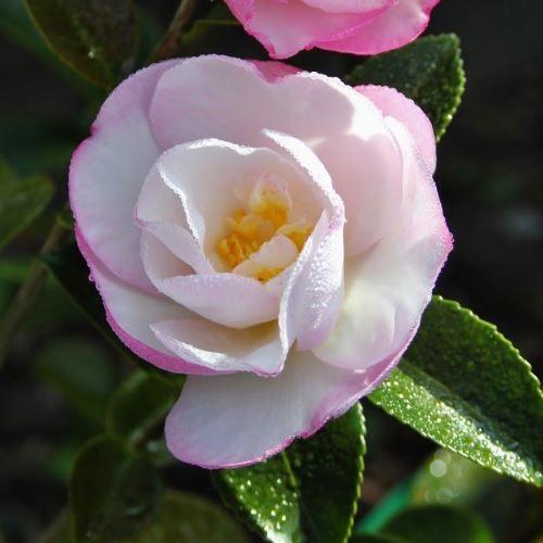 Sasanqua Camellia Paradise Blush (Camellia sasanqua) - Ladybird Nursery