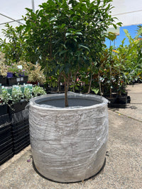 Pot 'Storm' Size 2 (PICK UP ONLY) - Ladybird Nursery