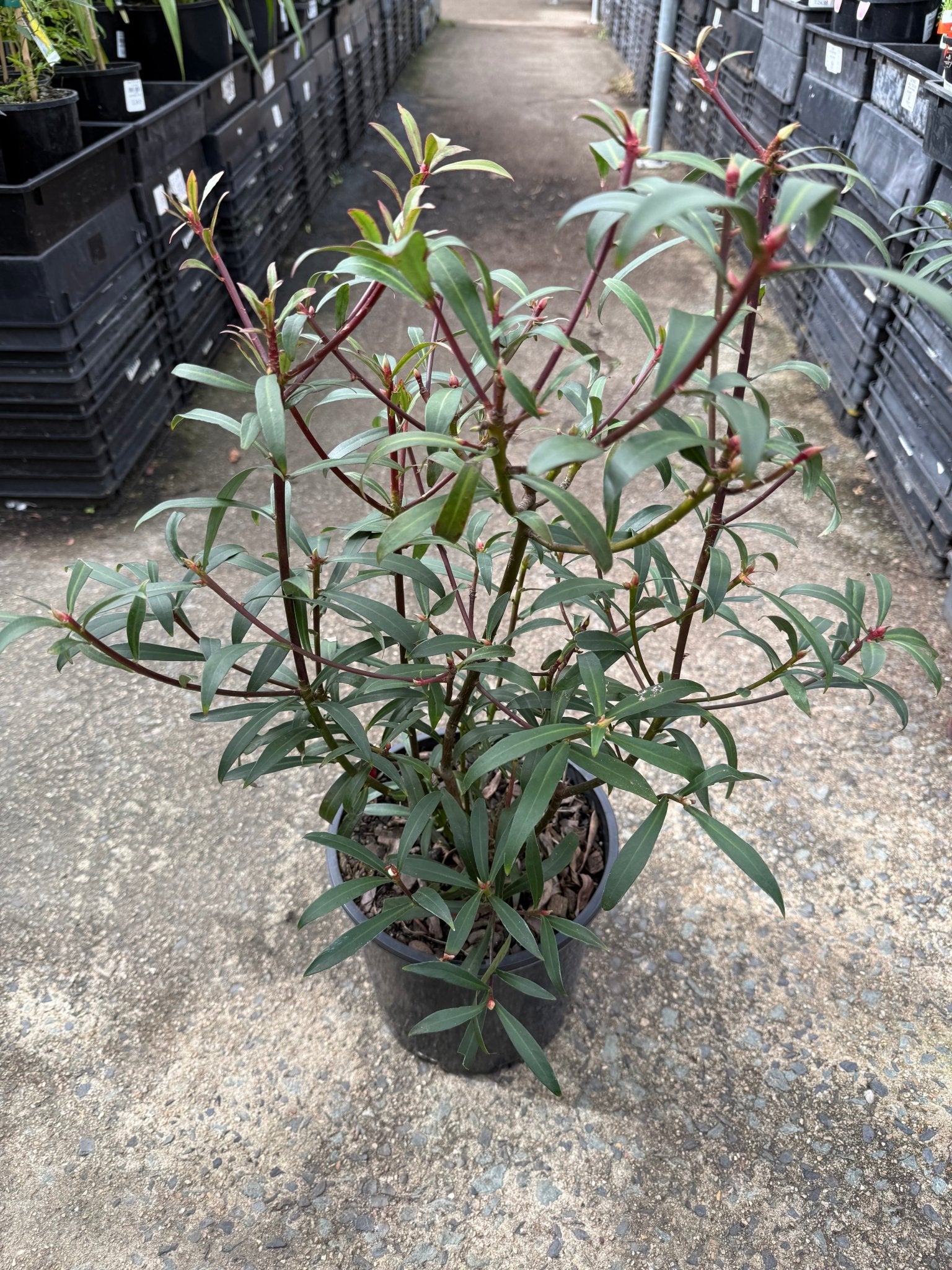 Dorrigo Pepper Male (Tasmannia stipitata) - Large - Ladybird Nursery