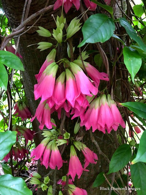 Roaring Meg (Tecomanthe sp.) - Ladybird Nursery