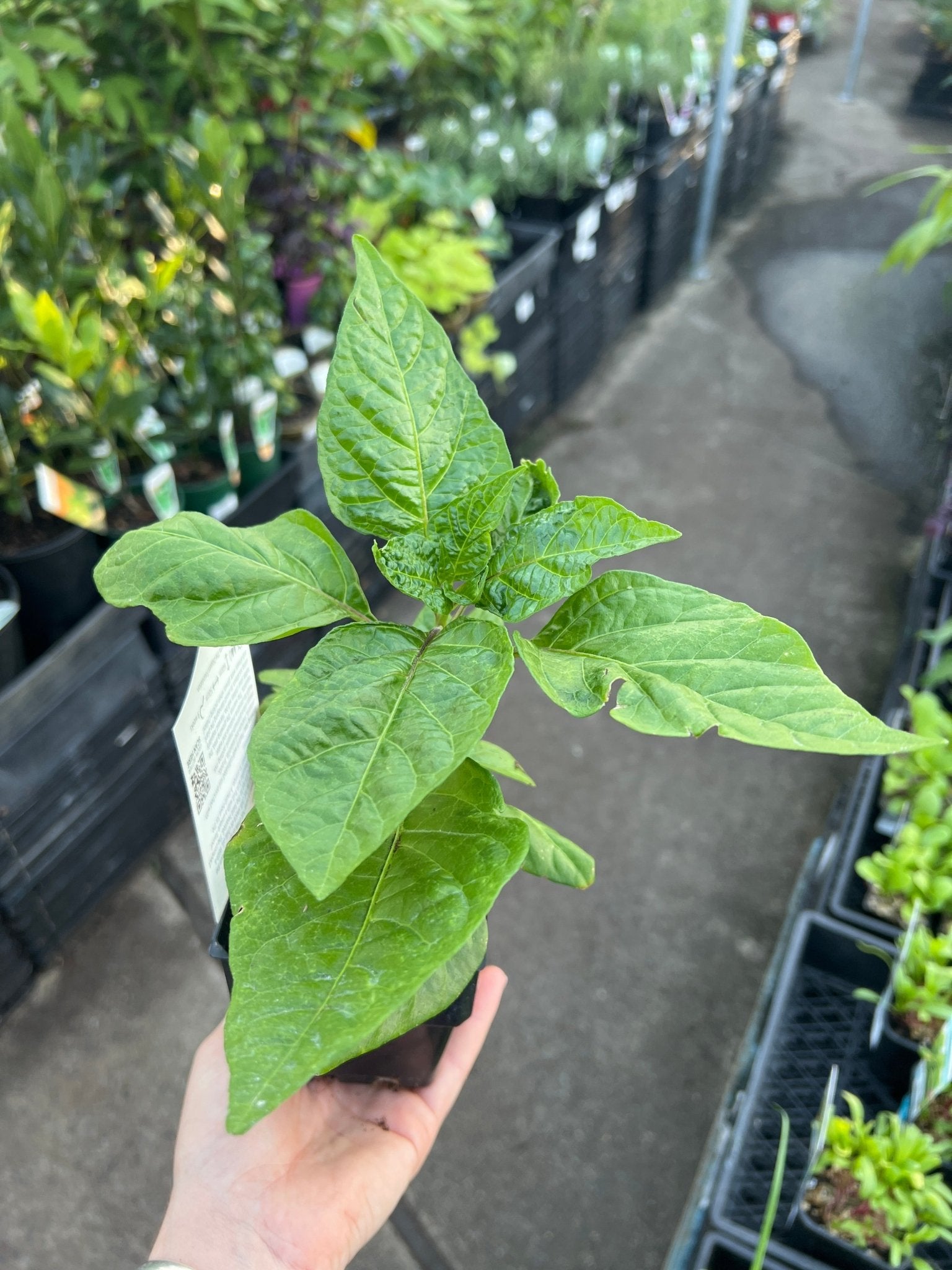 Chilli Habanero - 'Hot Mustard' - Ladybird Nursery