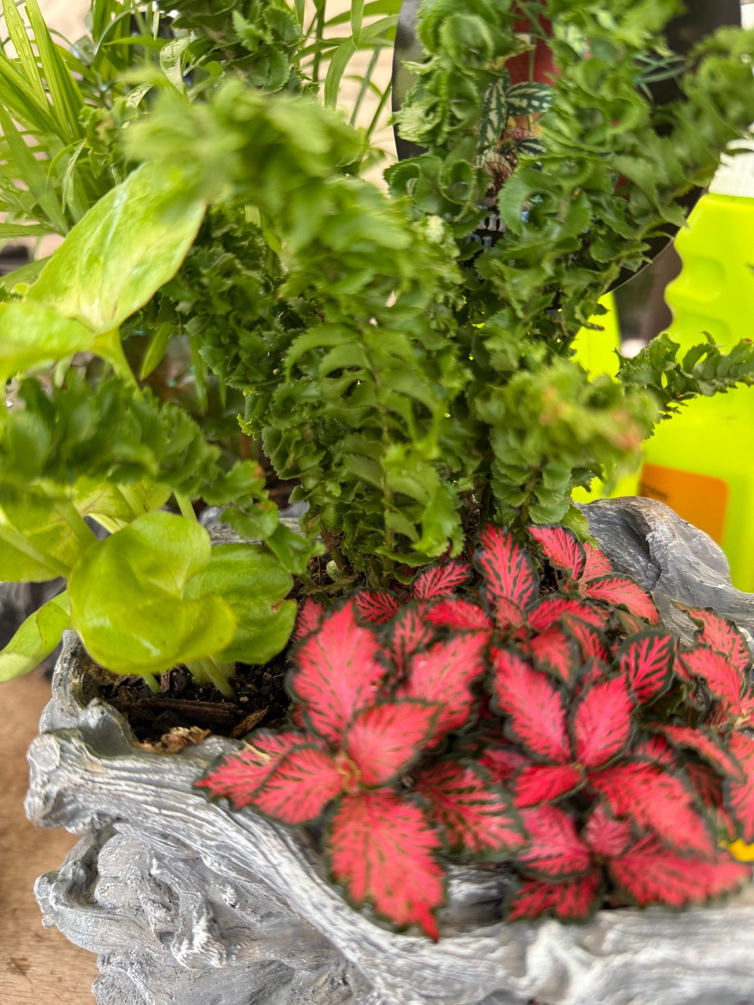 Multi Planted Log Planter (Assorted Indoor Plants) - Ladybird Nursery