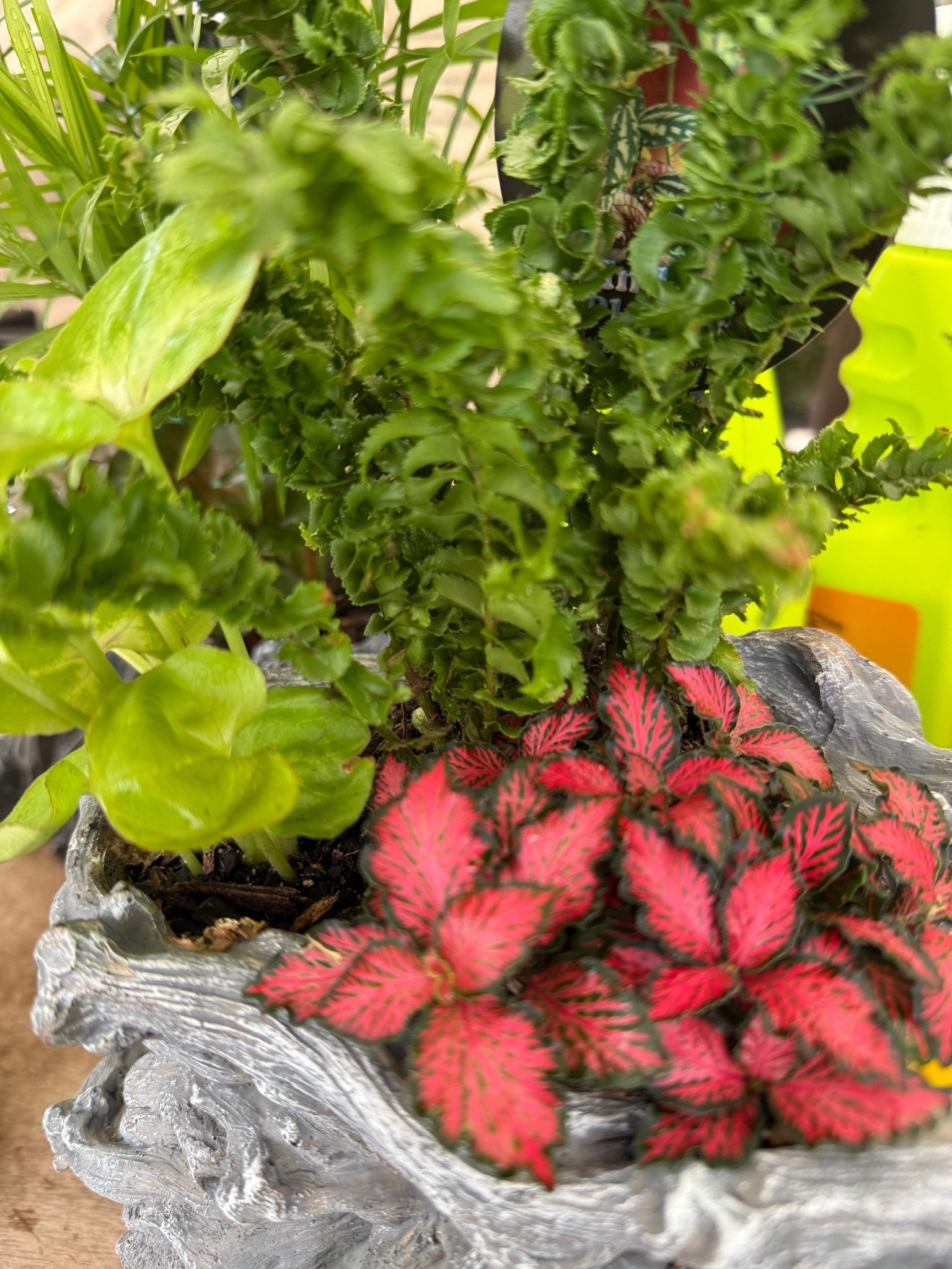 Multi Planted Log Planter (Assorted Indoor Plants) - Ladybird Nursery