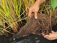 Chinese Water Chestnut - Ladybird Nursery
