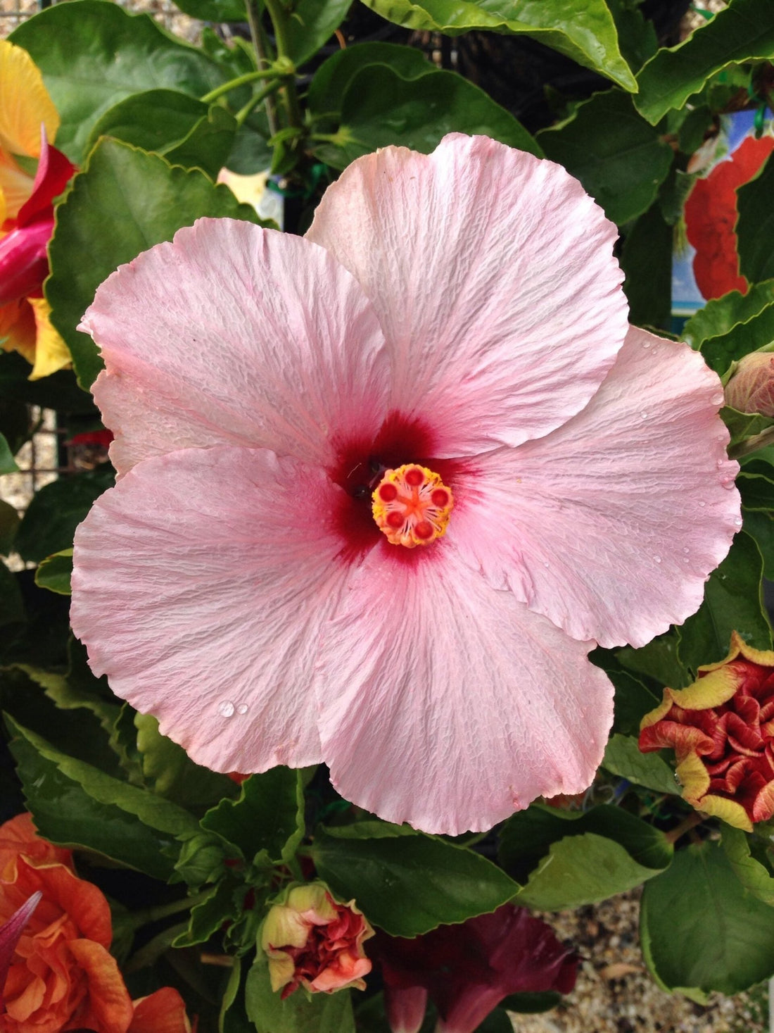 Hibiscus Klahanie Coconut Ice - Ladybird Nursery