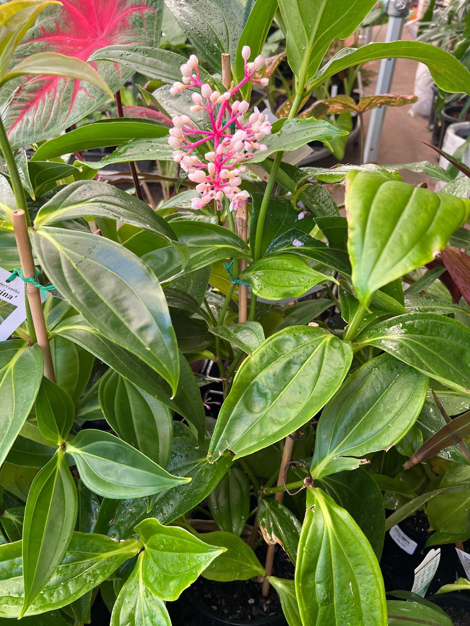 Medinilla Ballerina (Medinilla myriantha hybrid) - Ladybird Nursery