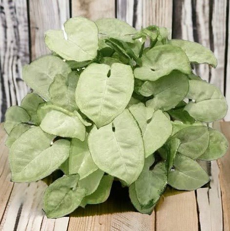 Syngonium Silver Pearl - Ladybird Nursery