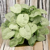 Syngonium Silver Pearl