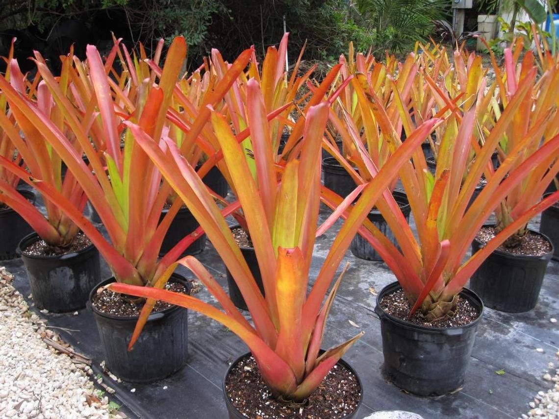 Bromeliad (Aechmea blanchetiana)