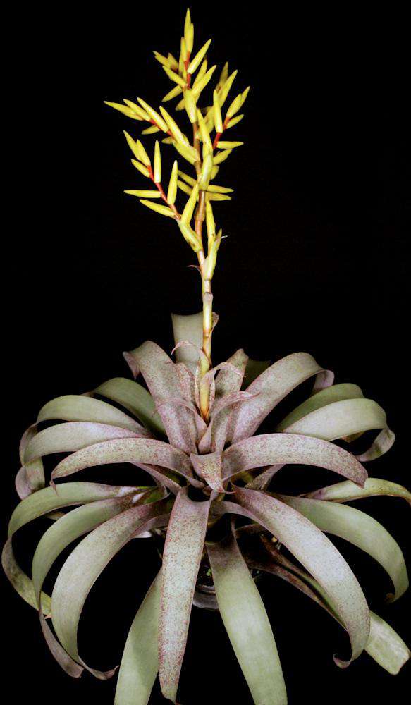 Saunder's Vriesea (Vriesea saundersii) - Ladybird Nursery