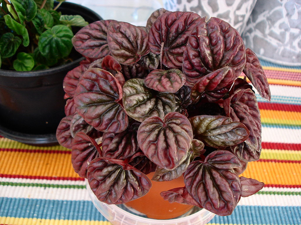 Peperomia Red (Peperomia schumi)
