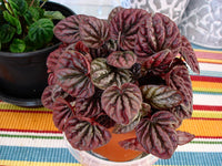Peperomia Red (Peperomia schumi)
