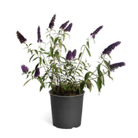 Butterfly Bush Black Knight (Buddleja davidii) - Ladybird Nursery