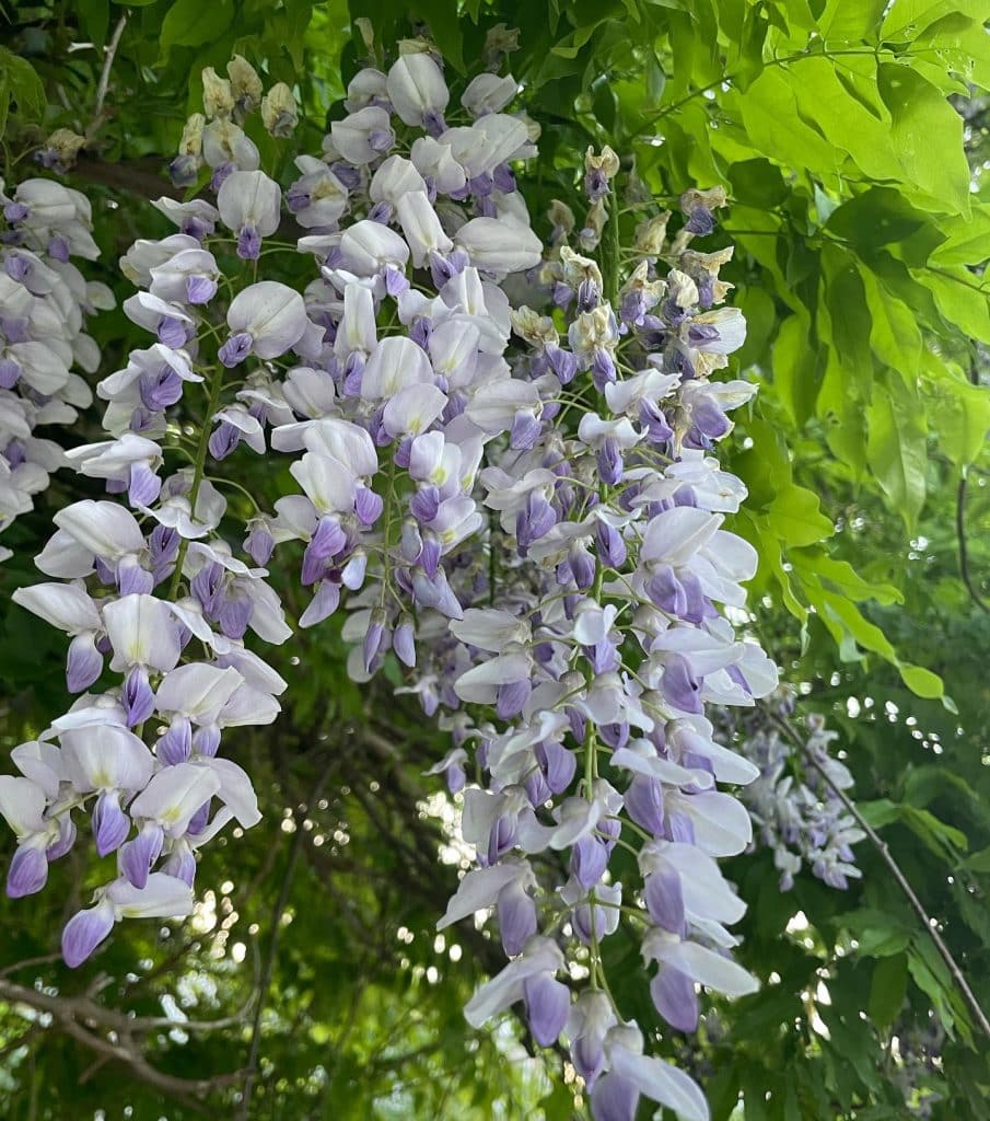 Wisteria assorted (Wisteria spp.) - Ladybird Nursery