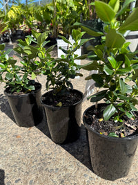 Escallonia 'Pink Elle' - Ladybird Nursery