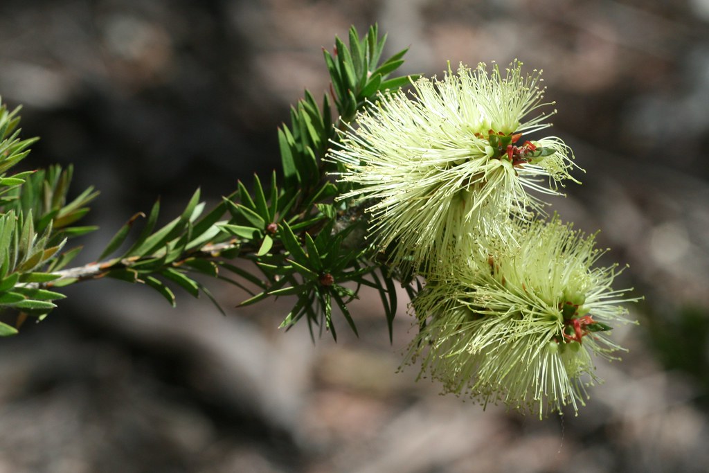 Bottlebrush Austraflora Candle Glow (Callistemon pallidus)