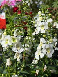 Archangel 'White' (Angelonia) - Ladybird Nursery