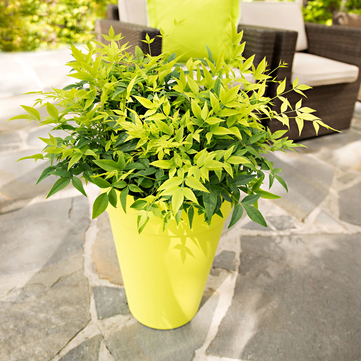 Heavenly Bamboo Magical Lemon Lime™ (Nandina domestica) - Ladybird Nursery