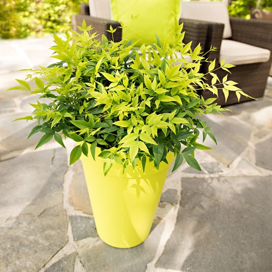 Heavenly Bamboo Magical Lemon Lime™ (Nandina domestica) - Ladybird Nursery