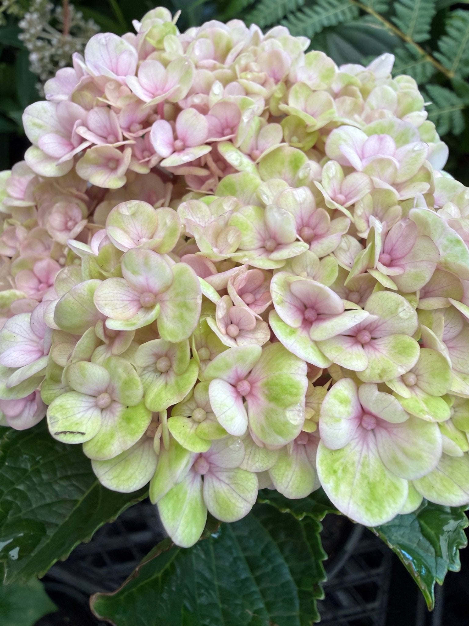 Hydrangea 'Magical Revolution' - Ladybird Nursery