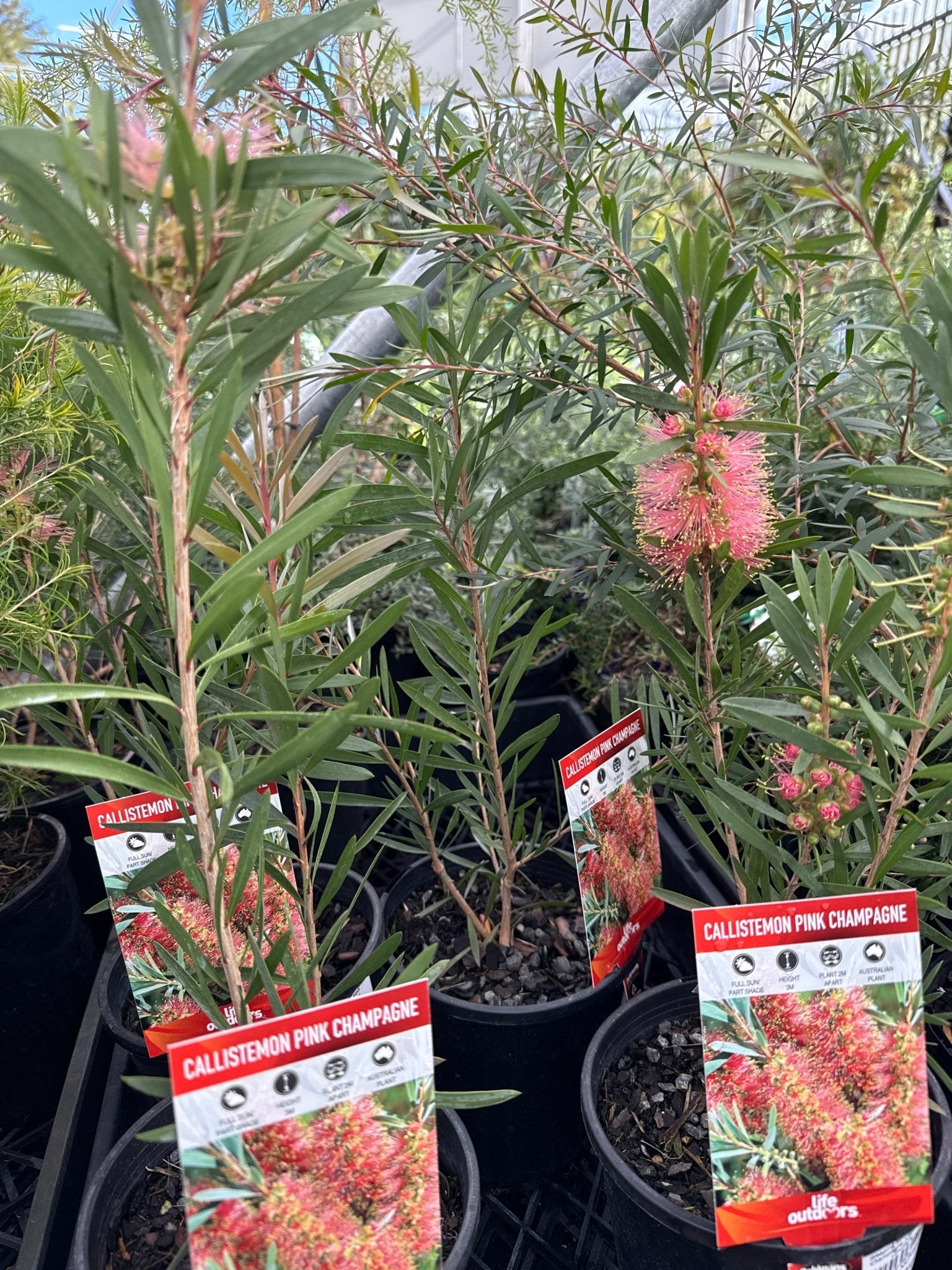 Weeping Bottlebrush ‘Pink Champagne’ (Callistemon viminalis) - Ladybird Nursery
