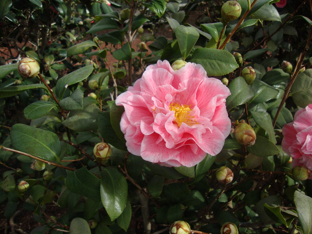 Camellia Carters Sunburst (Camellia japonica)