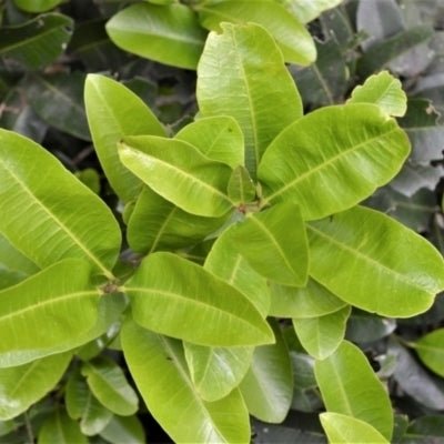 Black Apple (Planchonella australis) - Ladybird Nursery