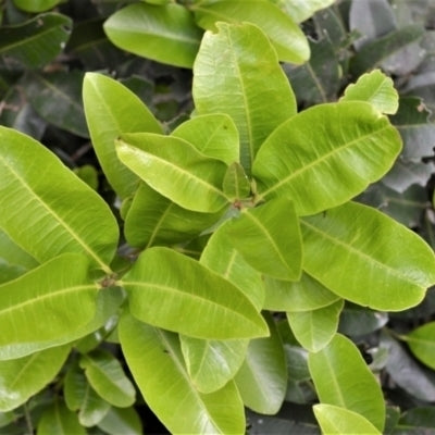 Black Apple (Planchonella australis)