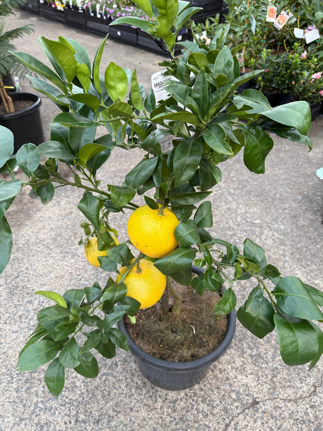 Grapefruit DWARF 'Red' 330mm (PICKUP ONLY)