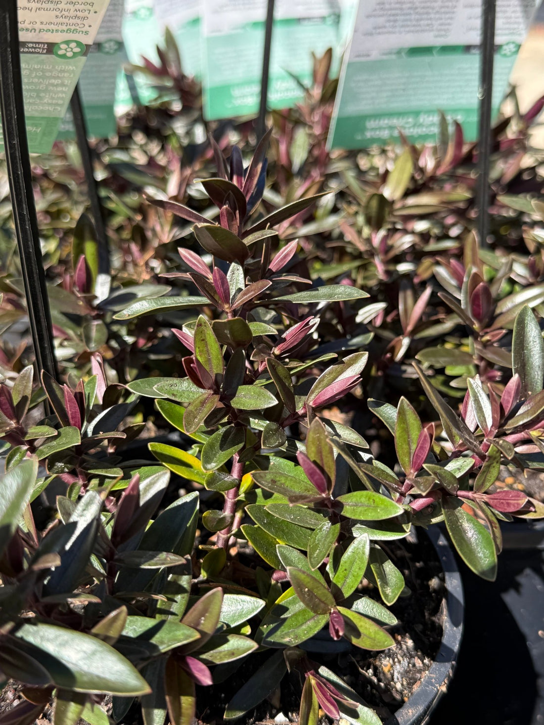 Hebe Chocolate Box 'Candy Cream' - Ladybird Nursery