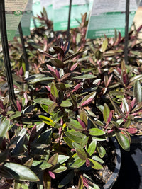 Hebe Chocolate Box 'Candy Cream' - Ladybird Nursery