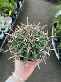 Fishhook Barrel Cactus (Ferocactus wislizeni) - Ladybird Nursery