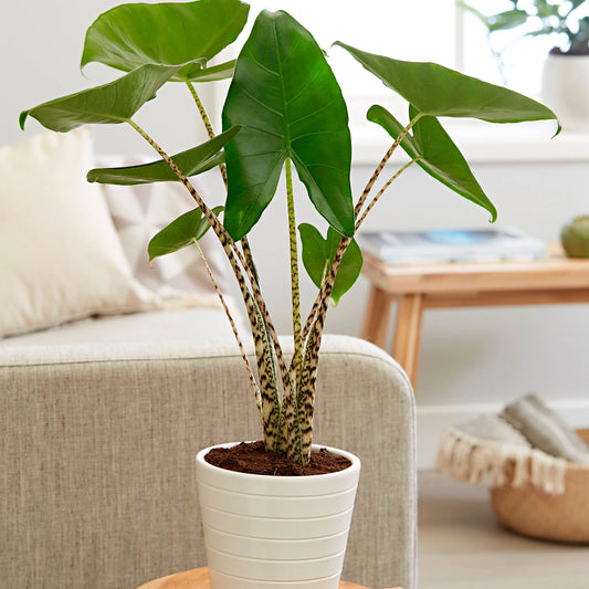 Zebra Plant (Alocasia zebrina)