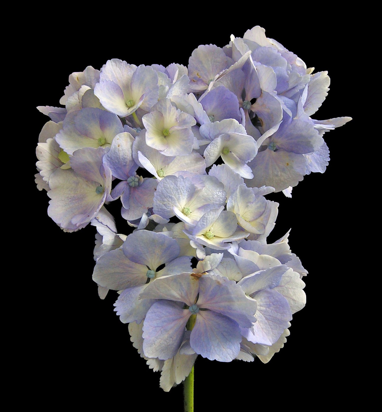 Bigleaf Hydrangea Setsuka - yea (Hydrangea macrophylla)