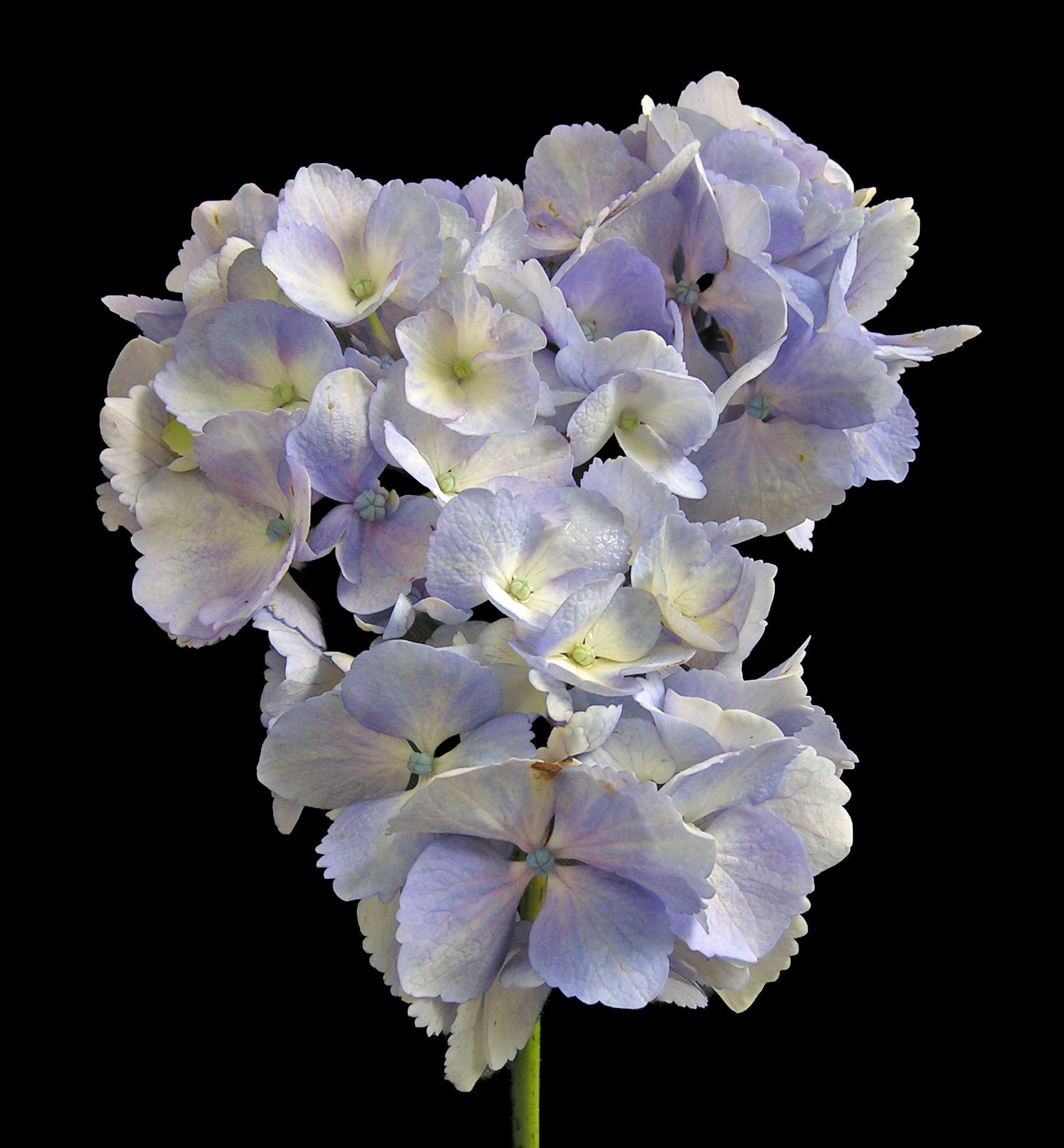 Bigleaf Hydrangea Setsuka - yea (Hydrangea macrophylla) - Ladybird Nursery