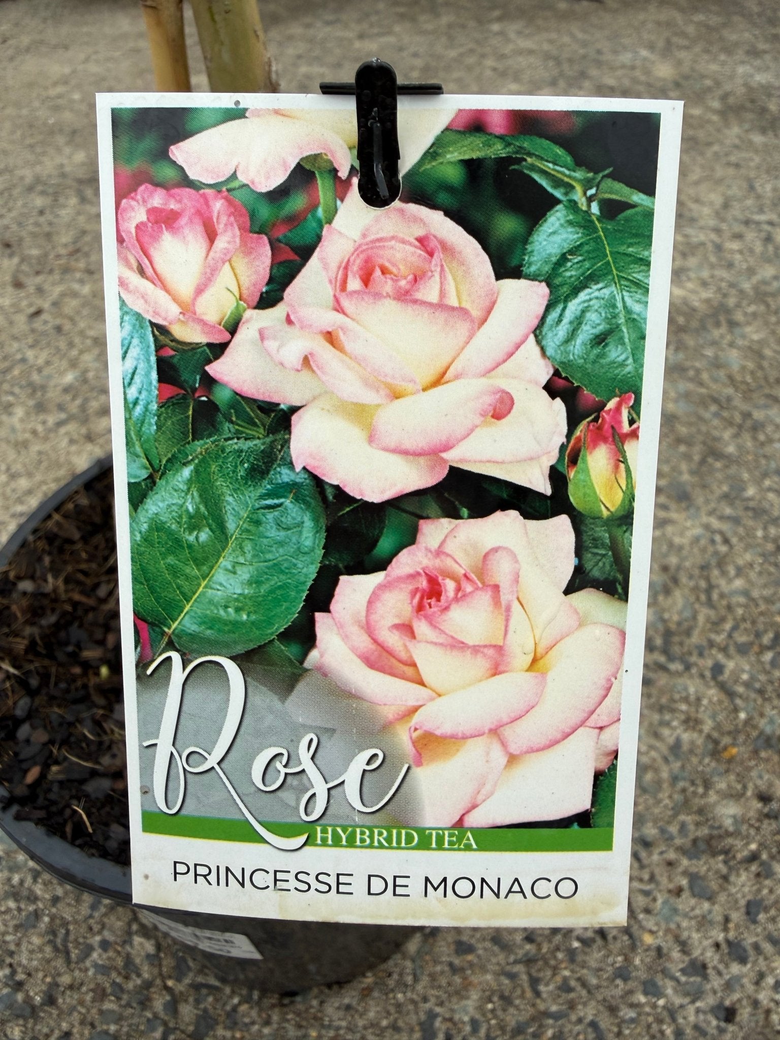 Rose 'Princess De Monaco' - 3ft Standard (PICKUP ONLY) - Ladybird Nursery