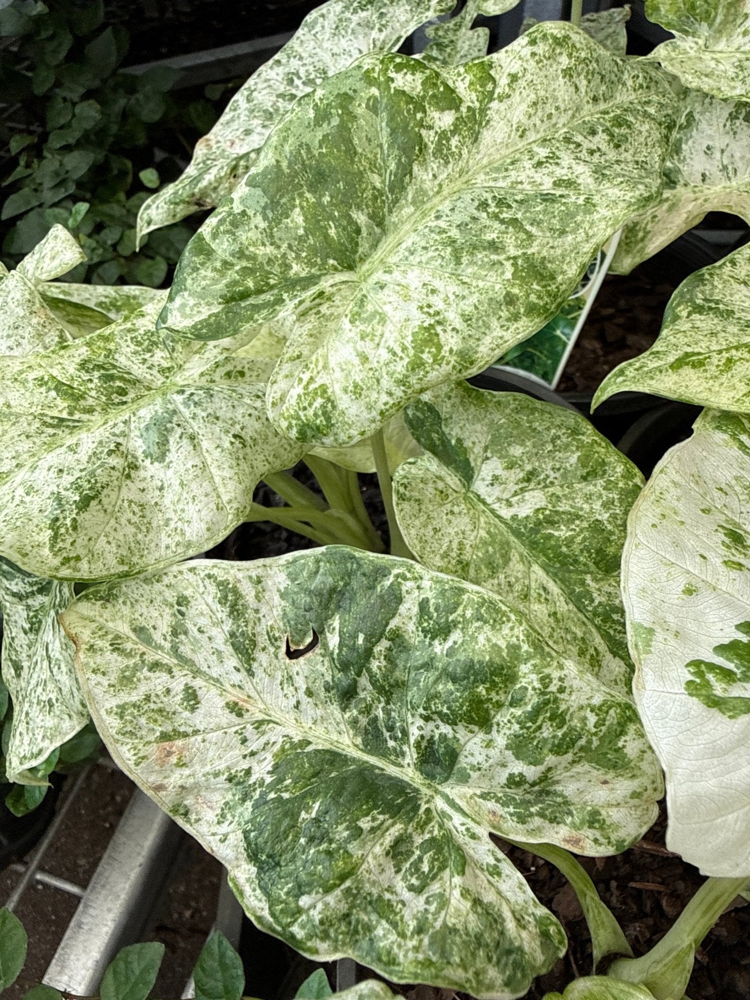 Variegated Elephant Ear (Alocasia odora) - Ladybird Nursery
