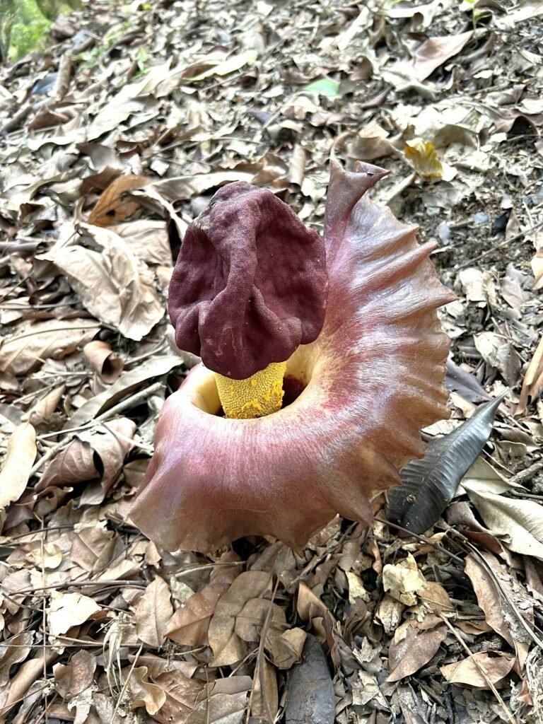 Elephant Foot Yam (Amorphophallus paeoniifolius) - Ladybird Nursery