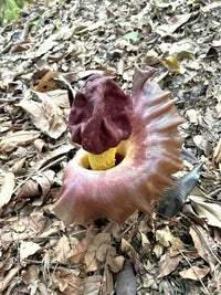 Elephant Foot Yam (Amorphophallus paeoniifolius) - Ladybird Nursery