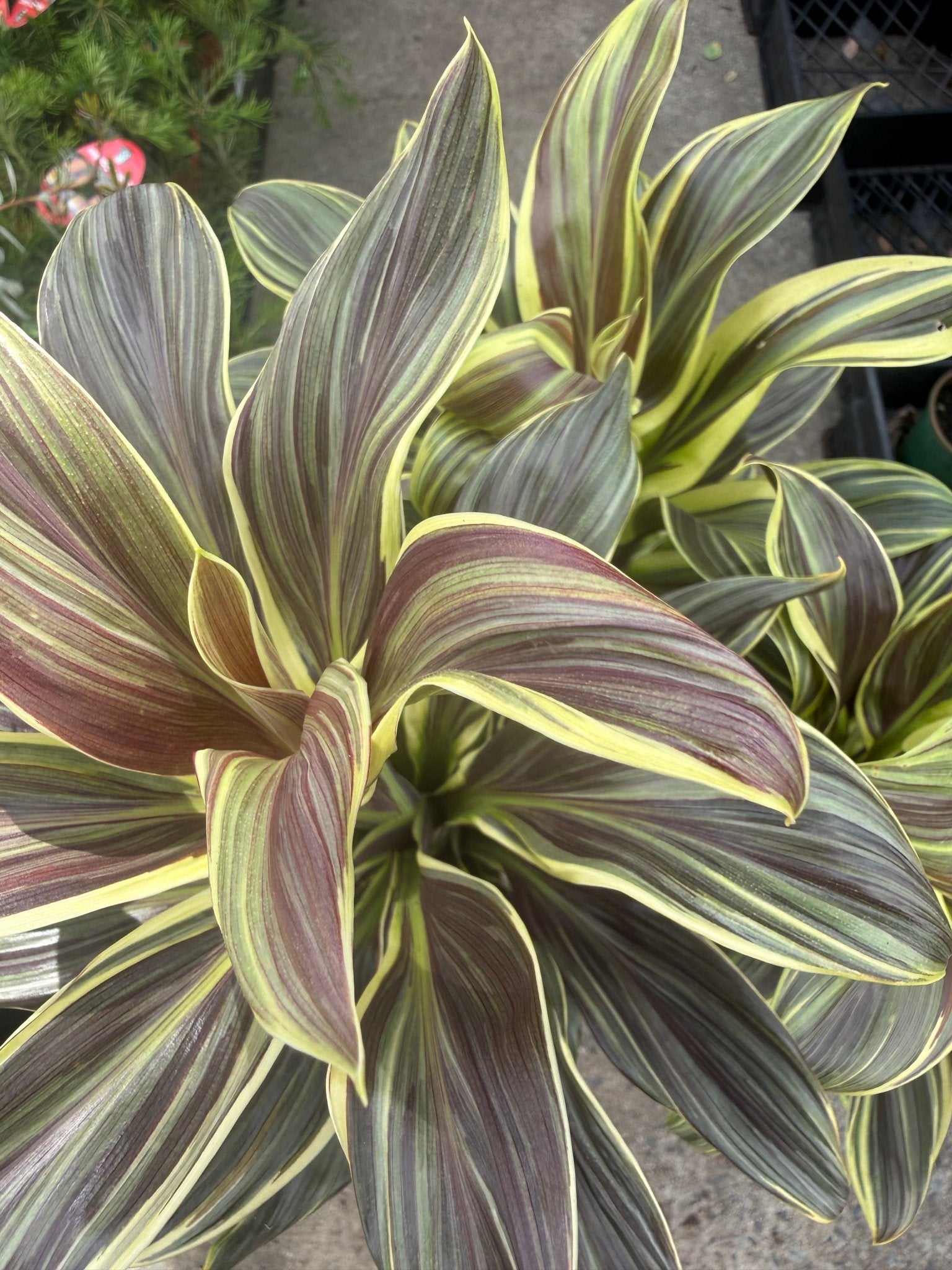 Cordyline 'Miss Andrea' (Cordyline fruticosa) - Ladybird Nursery