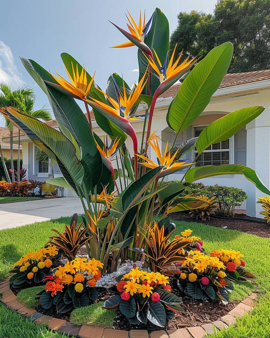 Bird of Paradise Multi planted (Strelitzia reginae)
