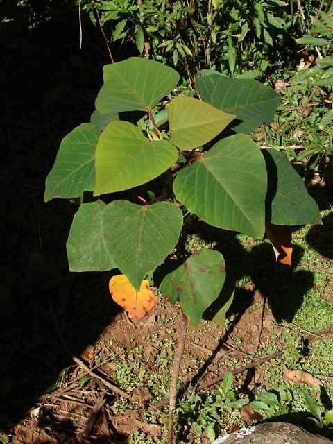 Bleeding Heart Tree (Homalanthus populifolius) - Ladybird Nursery