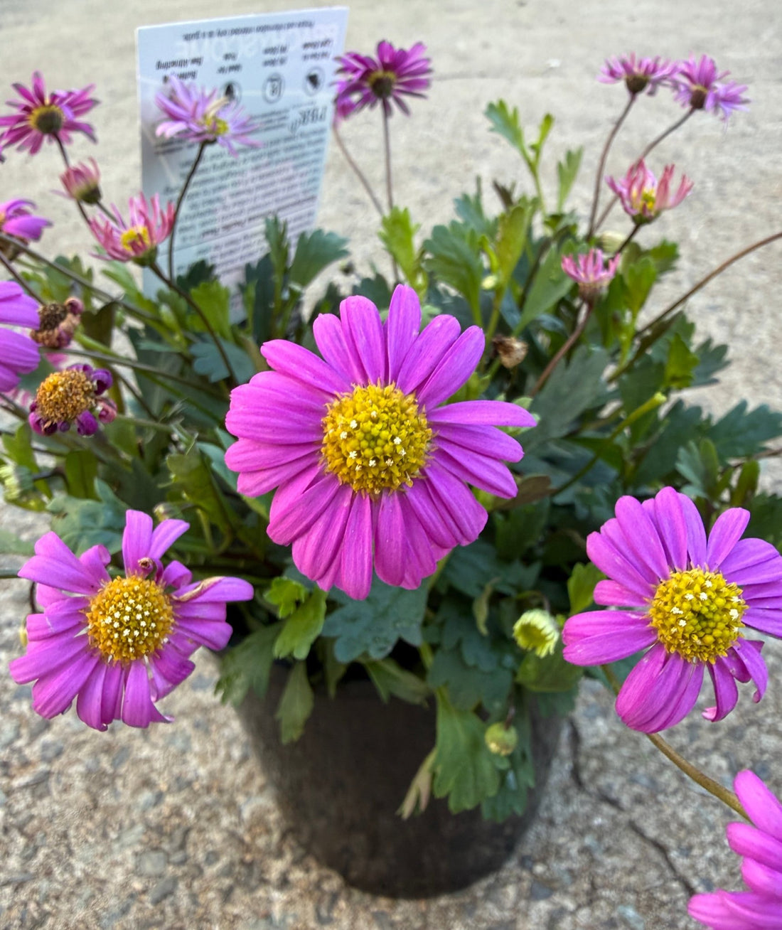 Swan River Daisy 'Pacific Reef' (Brachyscome) - Ladybird Nursery