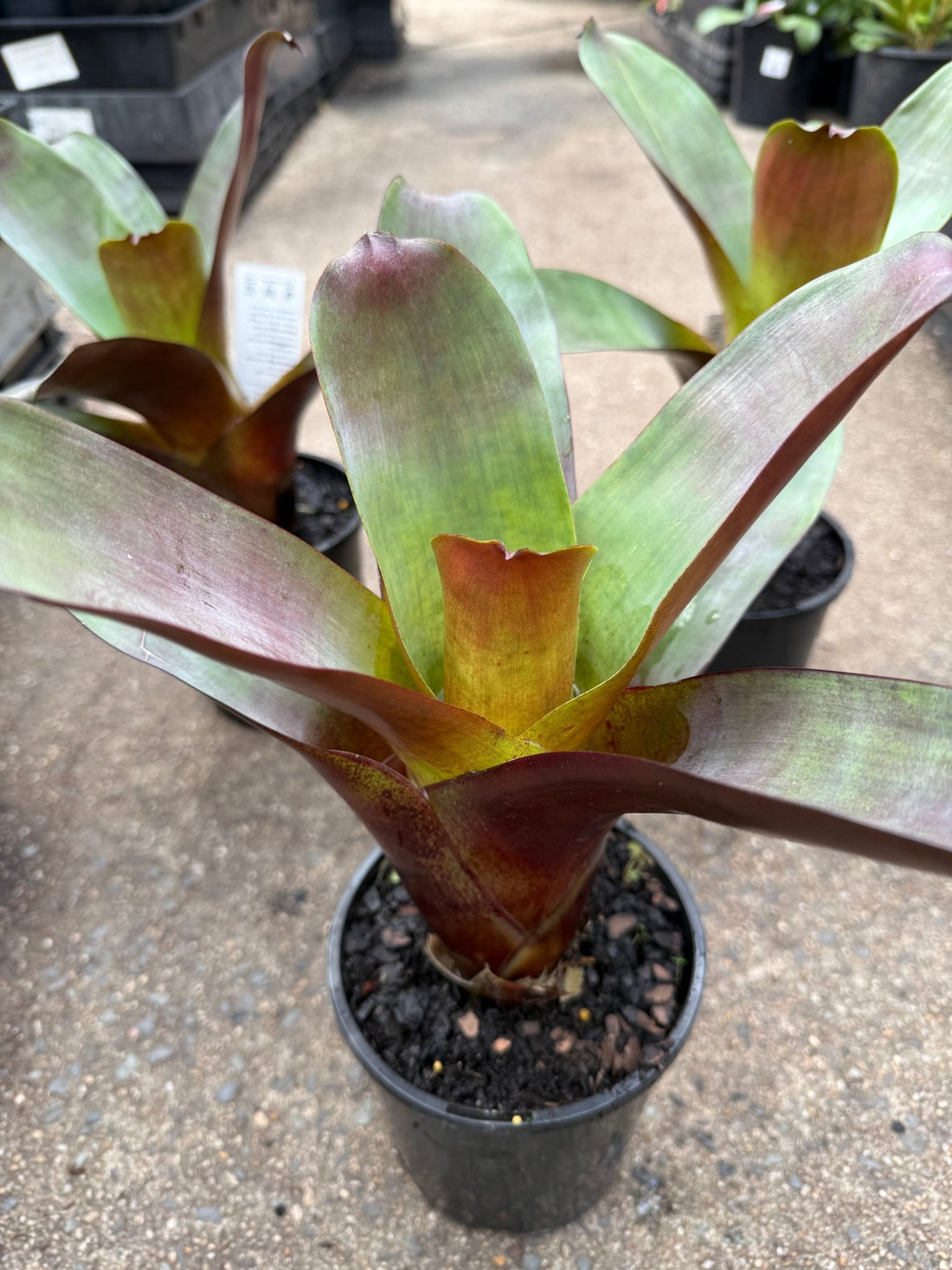 Bromeliad 'Silver Plum' (Alcantarea) - Ladybird Nursery