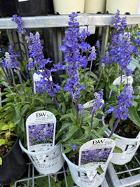 Salvia Unplugged 'So Blue' (Salvia Farinacea) - Ladybird Nursery