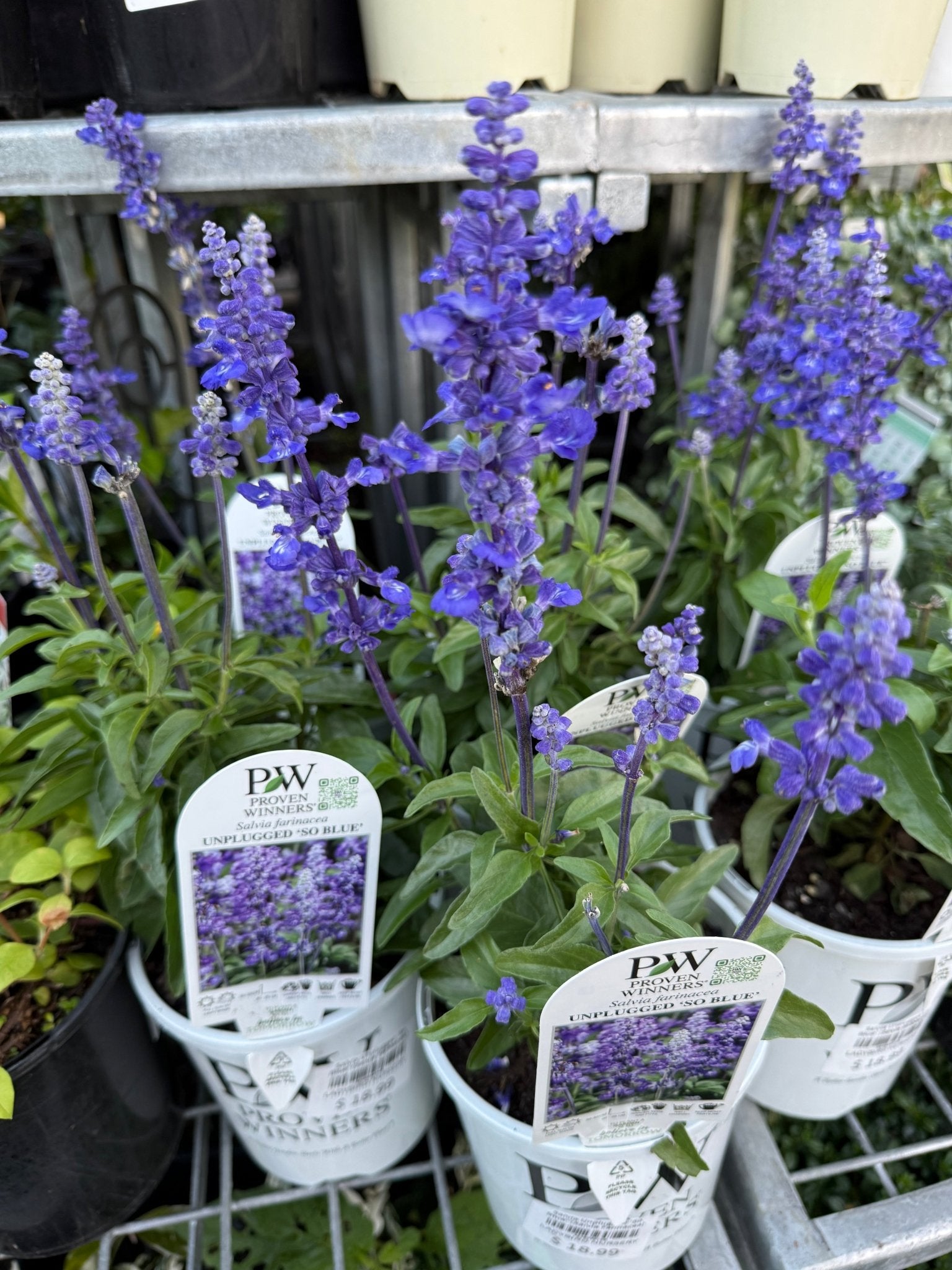 Salvia Unplugged 'So Blue' (Salvia Farinacea) - Ladybird Nursery