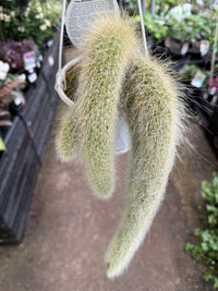 Monkey Tail Cactus in Hanger - Ladybird Nursery