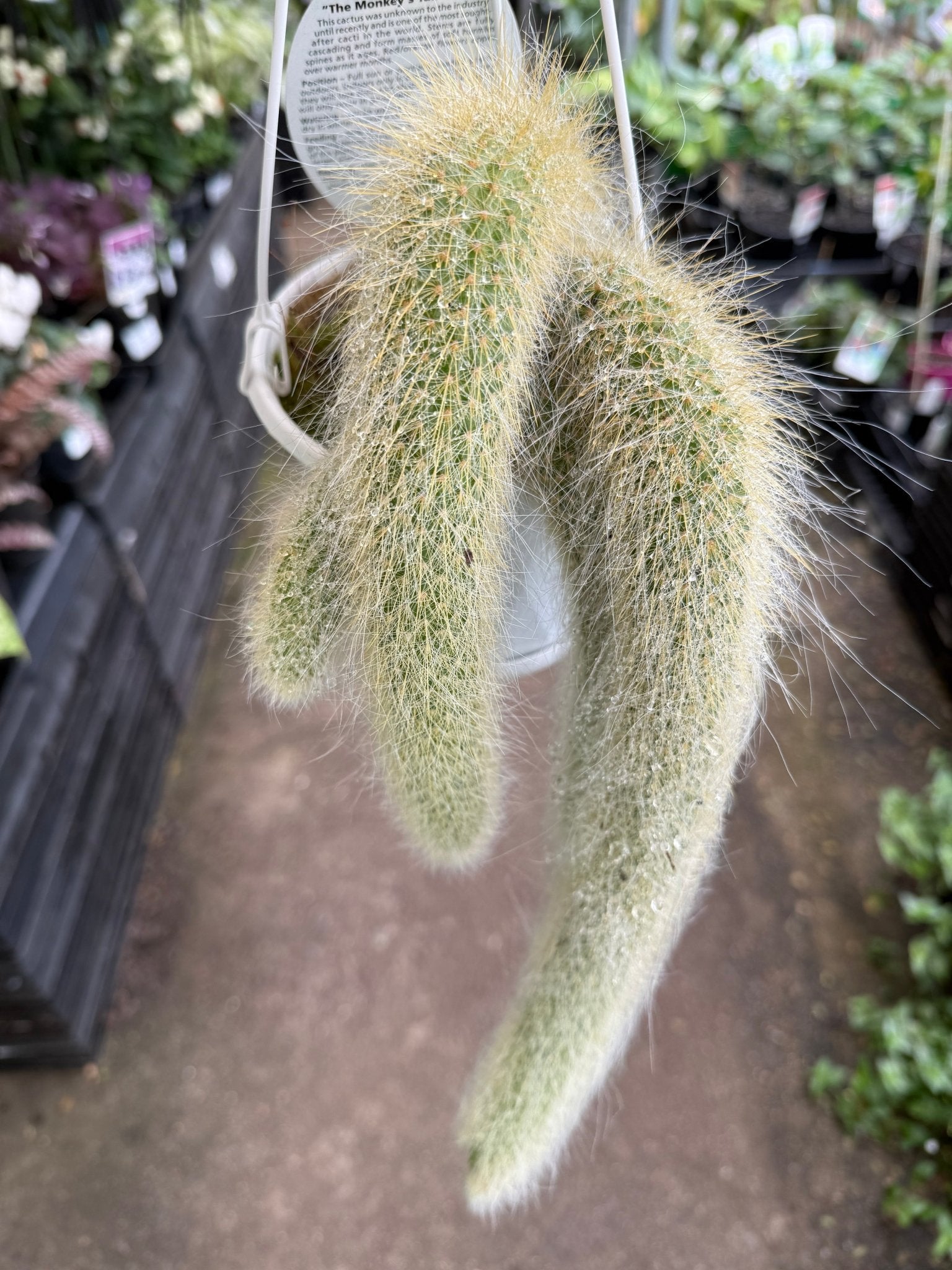 Monkey Tail Cactus in Hanger - Ladybird Nursery