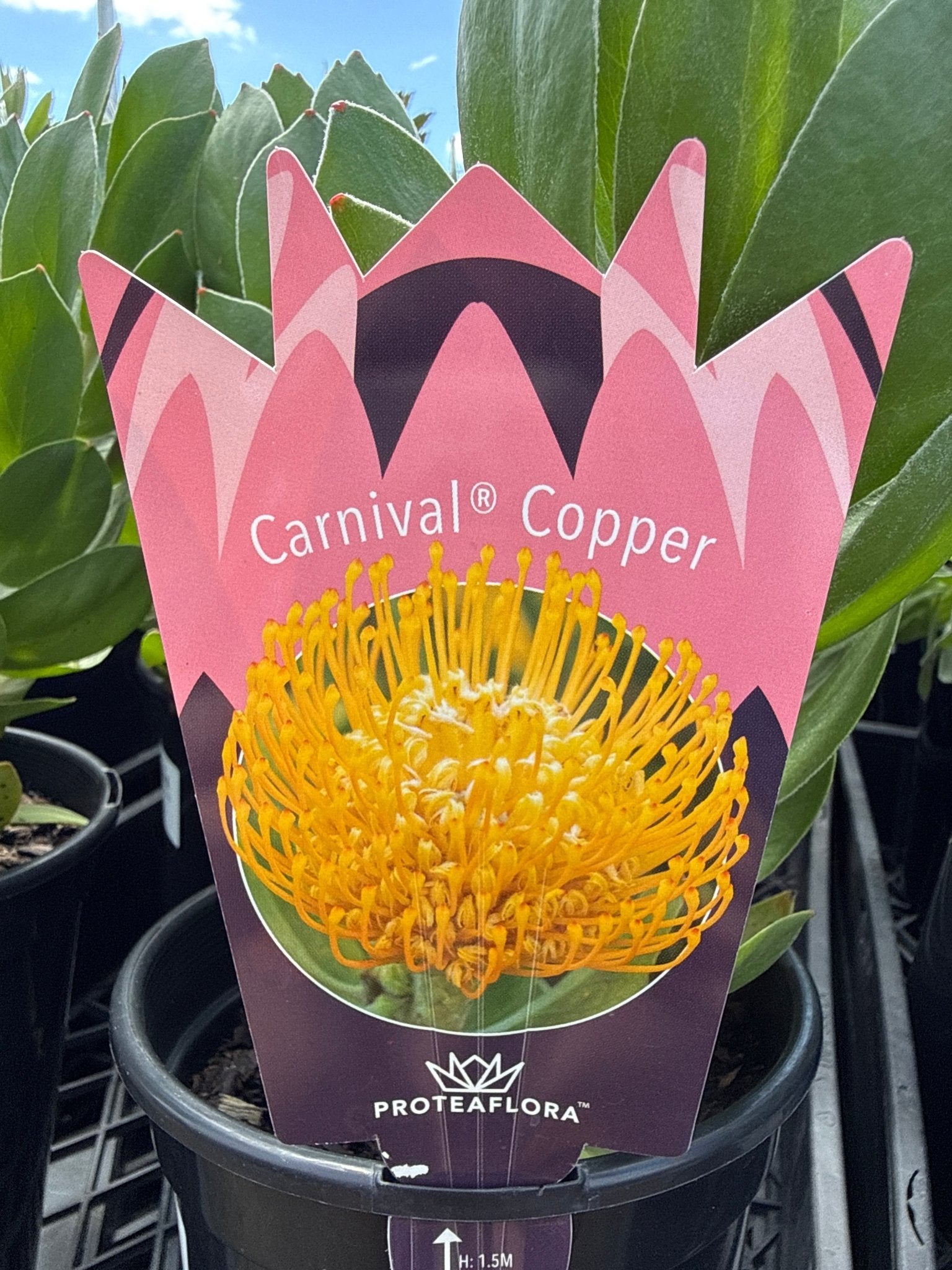 Leucospermum 'Carnival Copper' - Ladybird Nursery