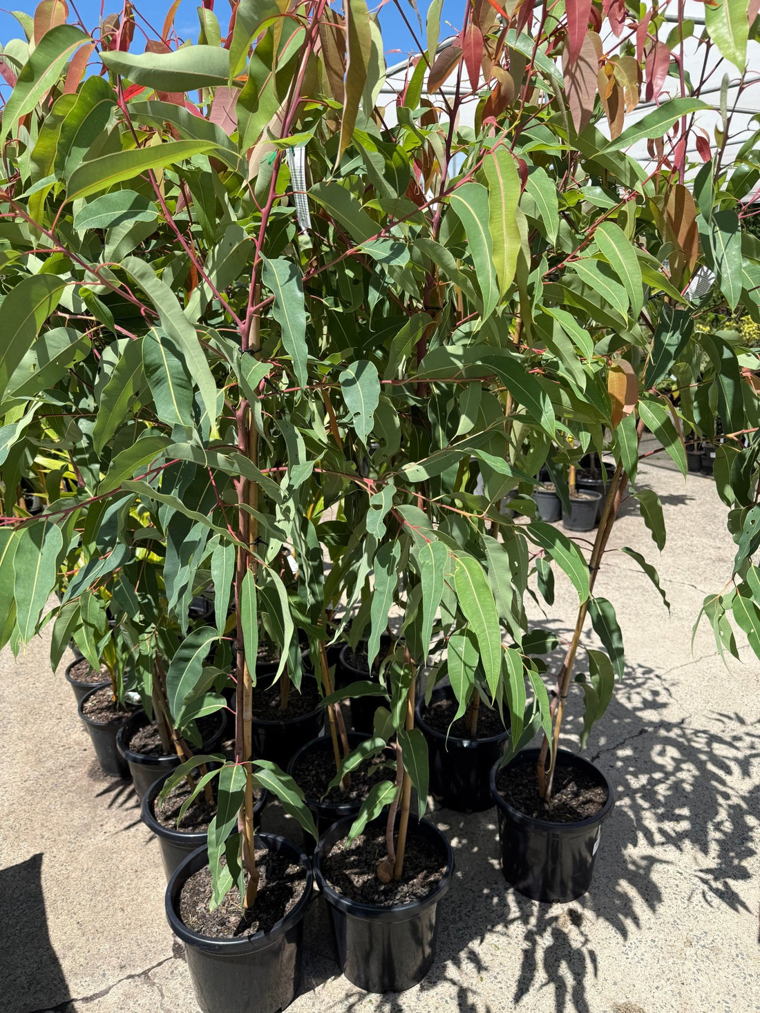 Dwarf Eucalyptus ‘Summer Red’ (Corymbia ficifolia) 300mm Pot (PICKUP ONLY) - Ladybird Nursery